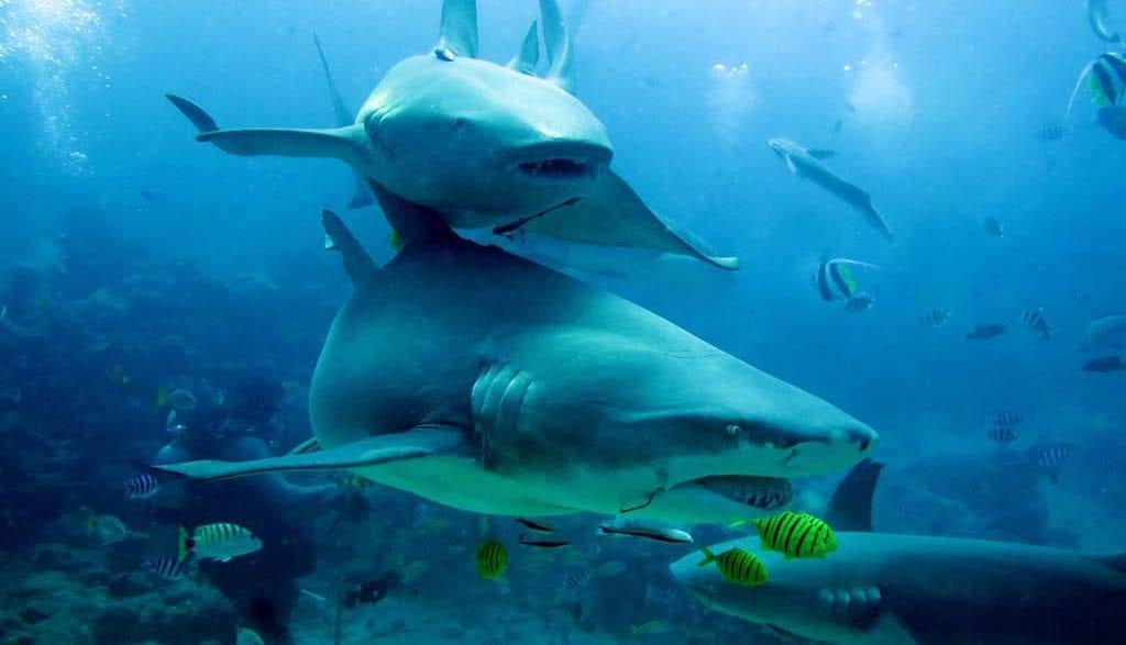 Aquatrek beqa shark dive deal: 5 nights/6 dives