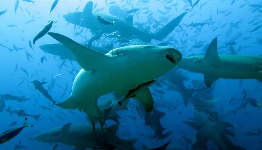 Aquatrek beqa shark dive deal: 5 nights/6 dives