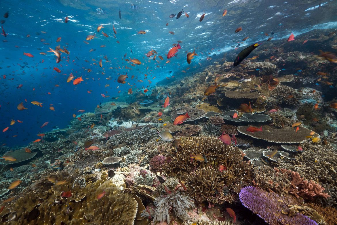 Komodo National Park Indonesia coral 3591