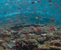 Komodo national park indonesia coral banner