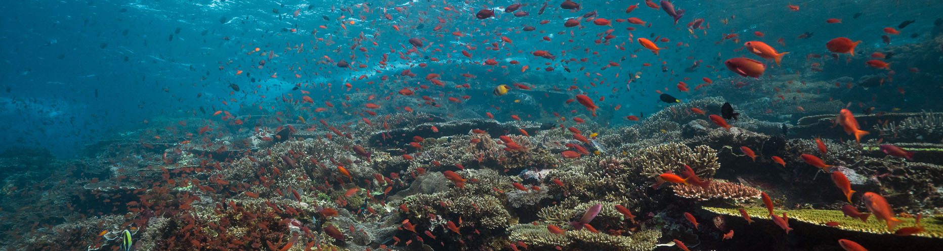 Komodo national park indonesia coral banner