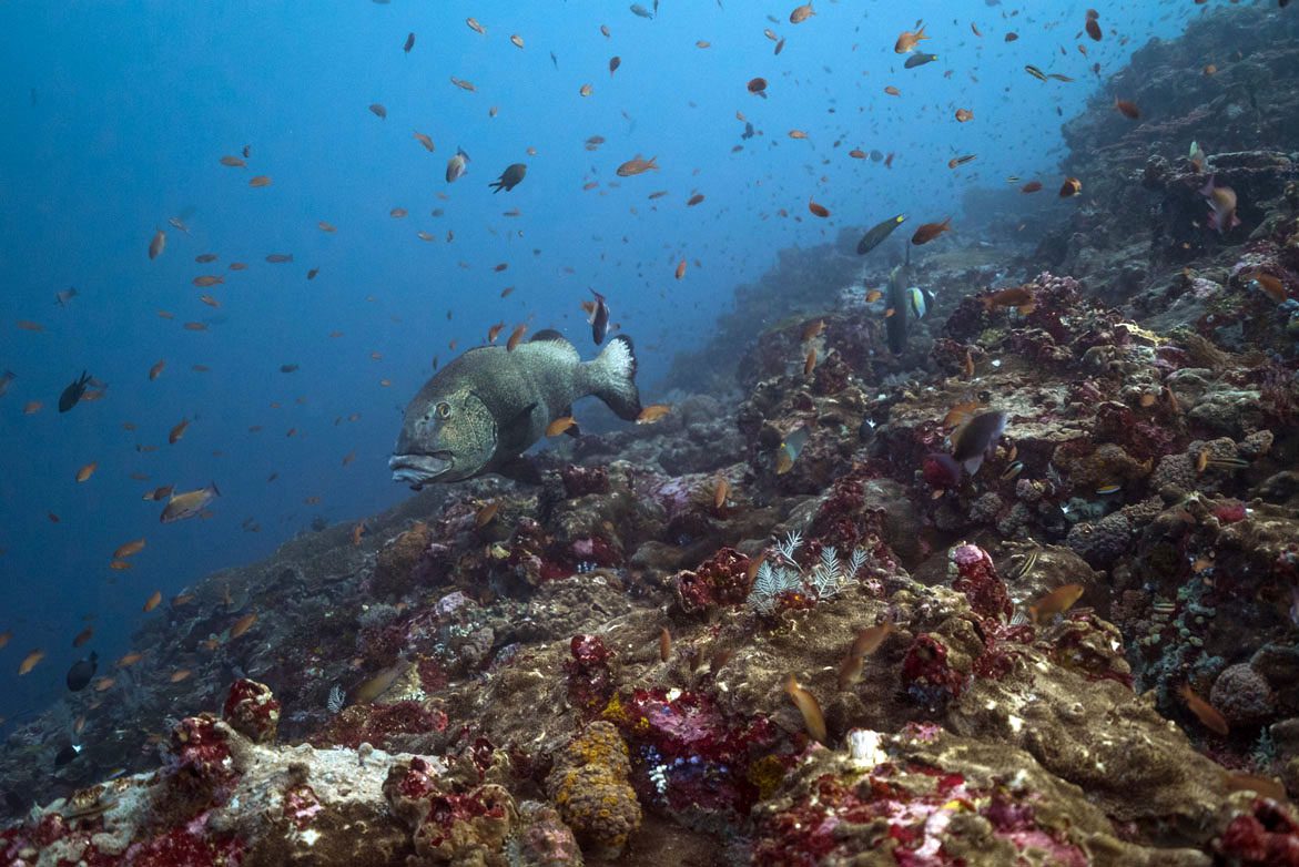 Komodo National Park Indonesia grouper 3495