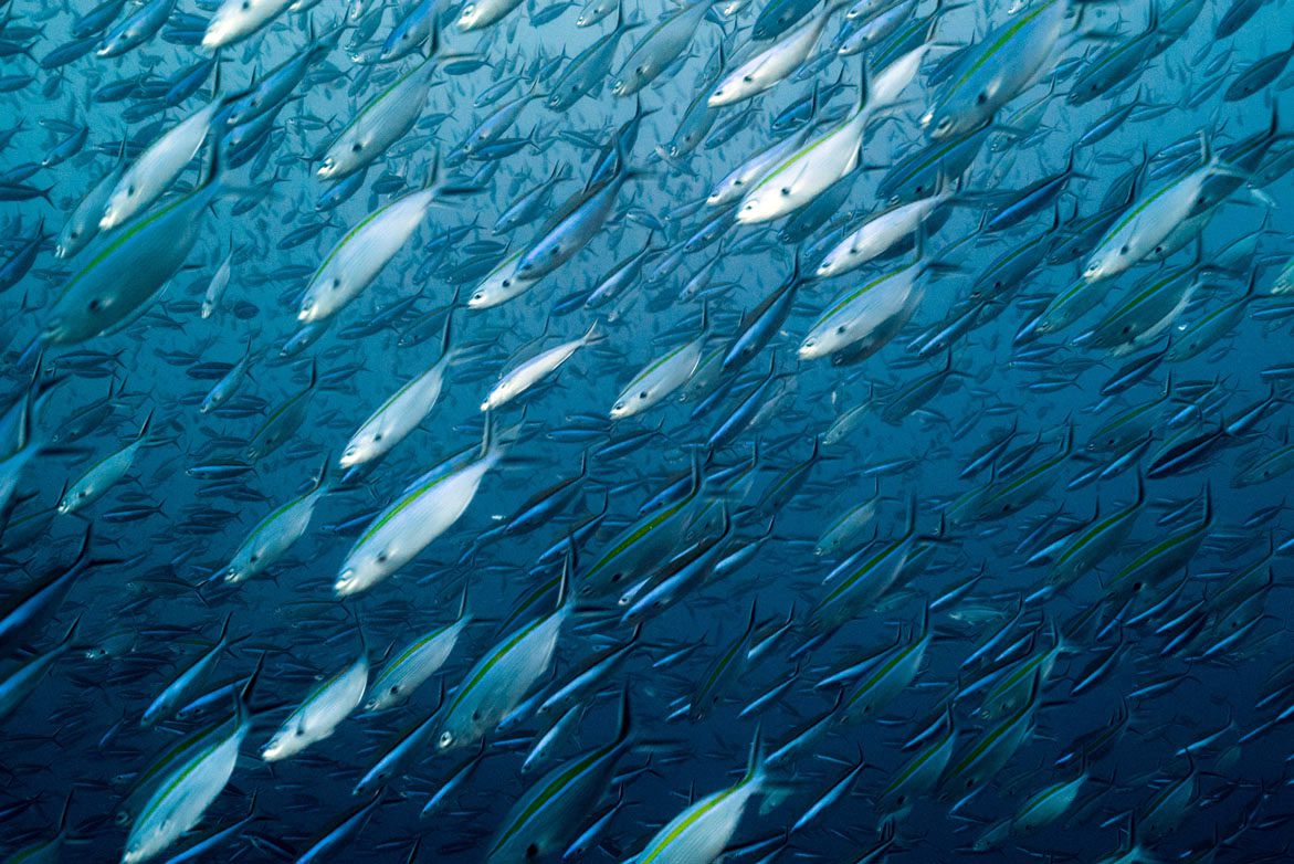 Komodo National Park Indonesia schooling fuseliers 3518