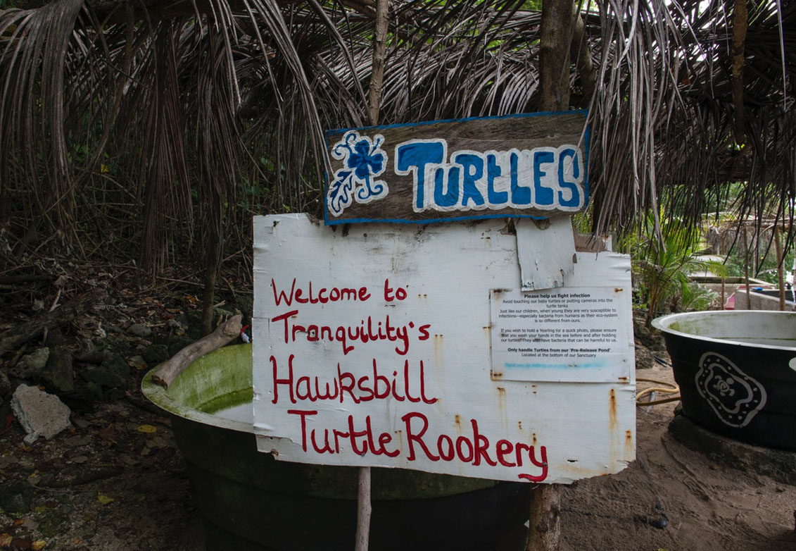 Tranquility Island Eco Resort Vanuatu Turtle Rookery credit Jayne Jenkins I6678