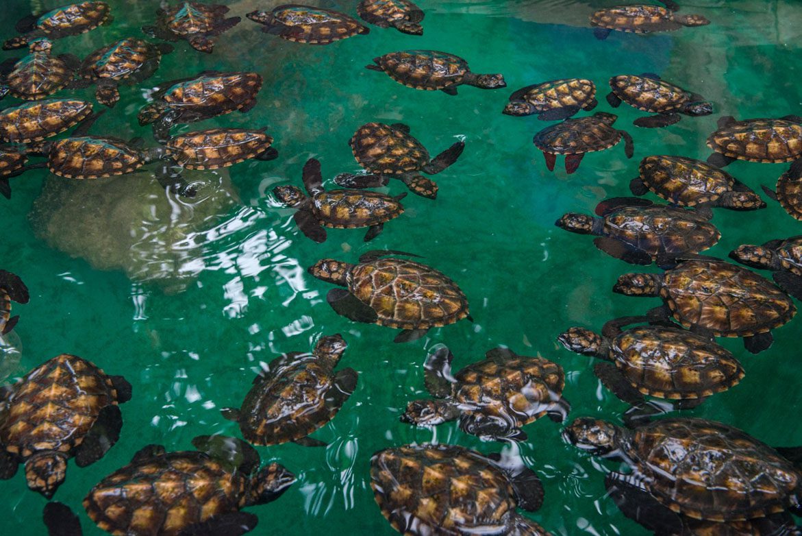 Tranquility Island Eco Resort Vanuatu Turtle Rookery credit Jayne Jenkins I6679