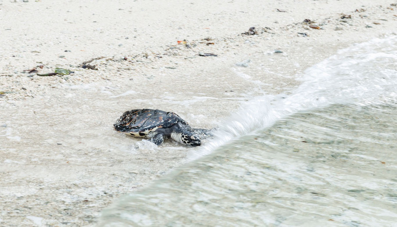 Tranquility Island Eco Resort Vanuatu Turtle Rookery releasing turtle credit Jayne Jenkins I6780