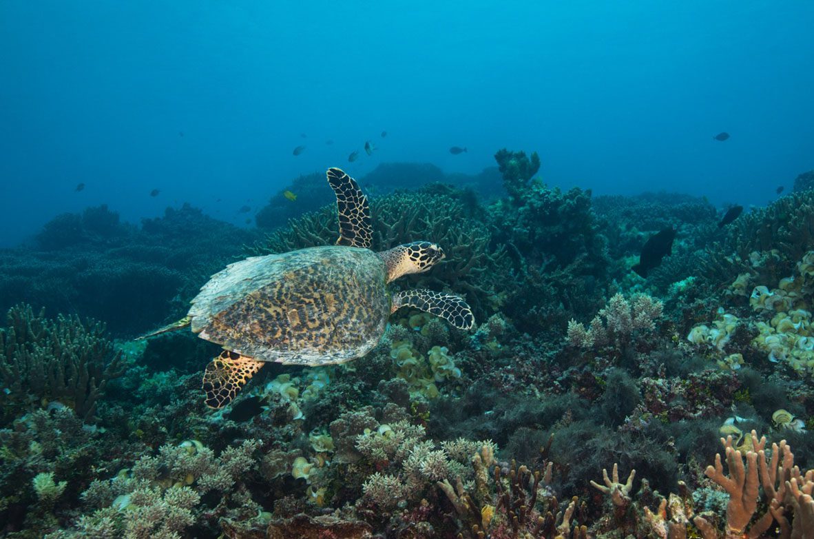 Tranquility Island Eco Resort Vanuatu turtle on house reef credit Jayne Jenkins 30483