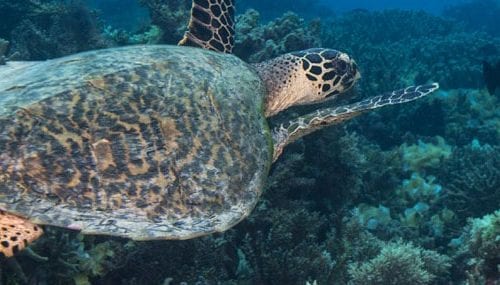Tranquility island eco resort vanuatu turtle on house reef credit jayne jenkins banner