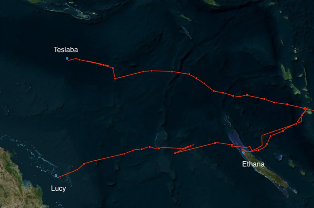 Tranquility Island Eco Resort satellite tagging map turtle migration