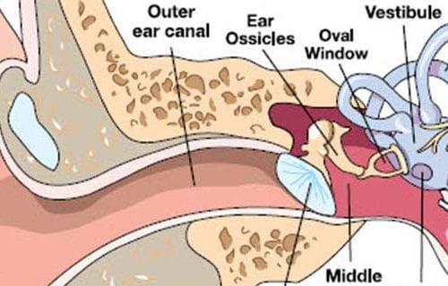 Ear anatomy banner