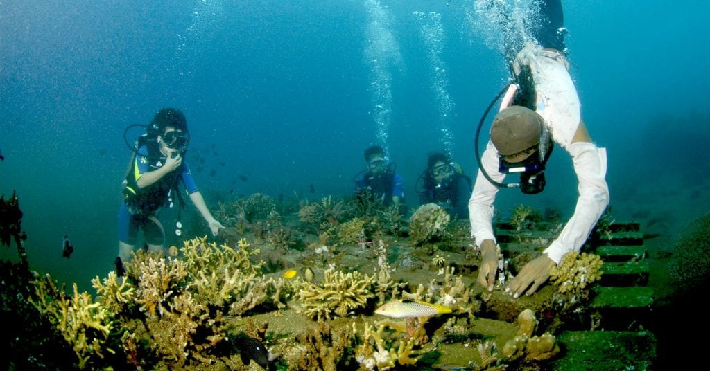 Coral reef restoration sea communities bali indonesia coral planting by volunteers opengraph