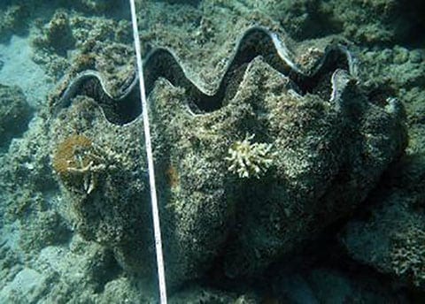 Lizard Island Coral recovery Clam 2017