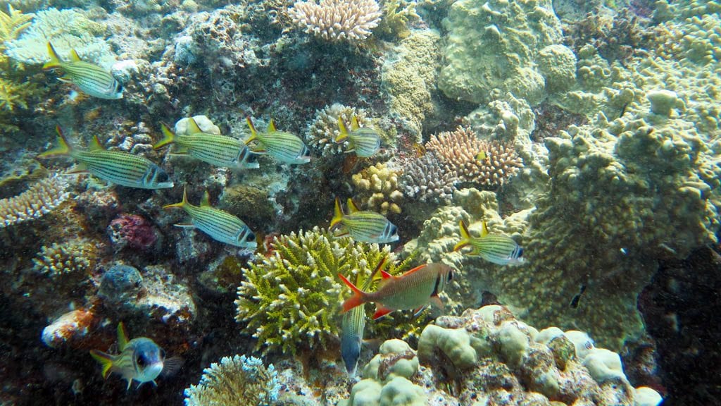 Big Blue Vanuatu Big Blue Scuba Dive Port Vila Vanuatu