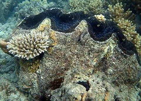 Lizard Island Coral recovery Clam 2018