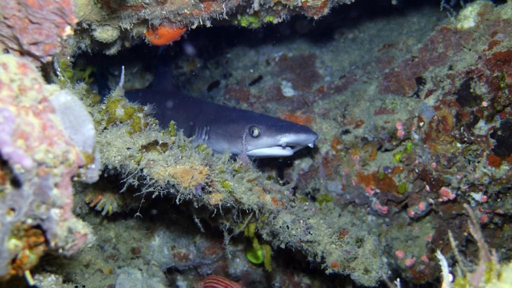 White tipped reef shark diving inglis shoal at walindi resort png diveplanit