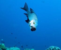 Snapper threatening diving inglis shoal at walindi resort png diveplanit feature