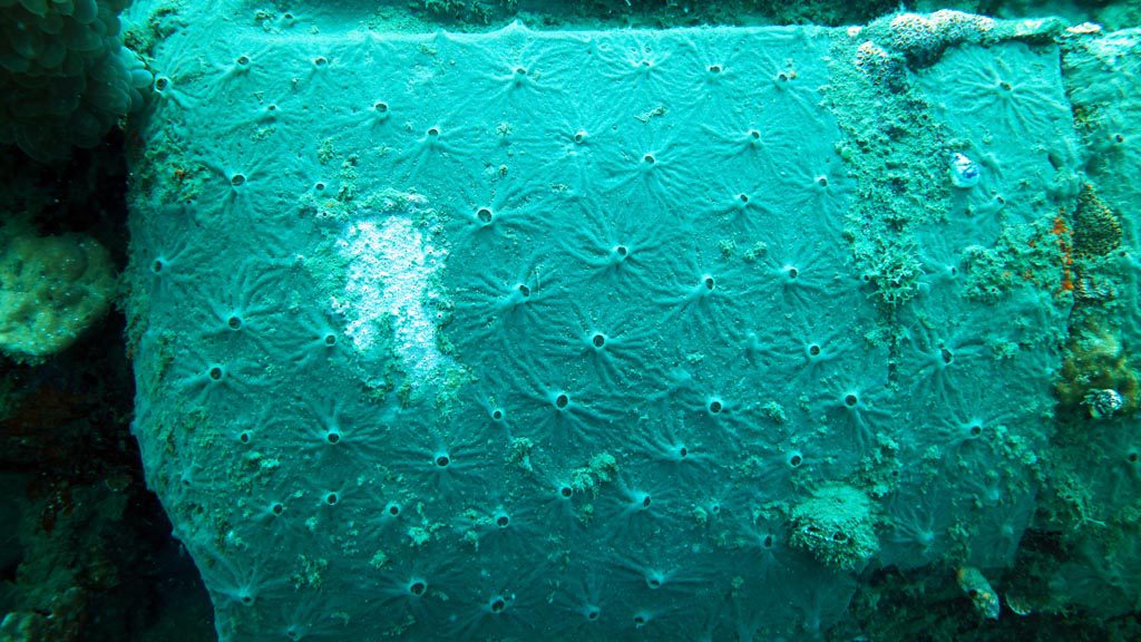 Pattern on the fuselage diving The Zero at Walindi Resort PNG by Diveplanit
