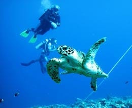 Turtle turns diving echucah shallows at kavieng png diveplanit feature