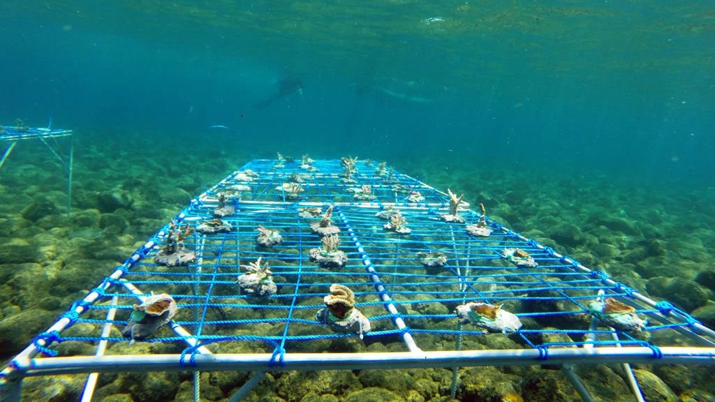 Coral reef restoration sea communities bali indonesia coral tables underwater