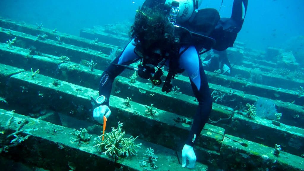 Coral reef restoration sea communities bali indonesia survey