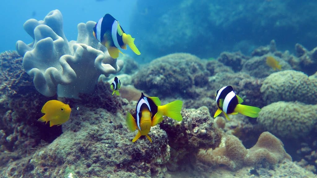 Allan power dive tours santo vanuatu safety stop
