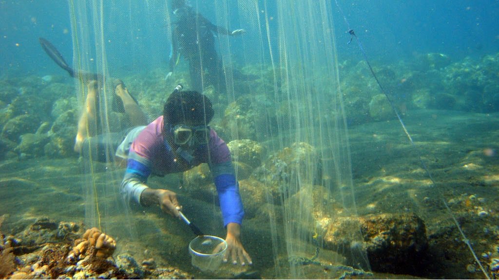 Coral reef restoration sea communities bali indonesia catching ornamental fish