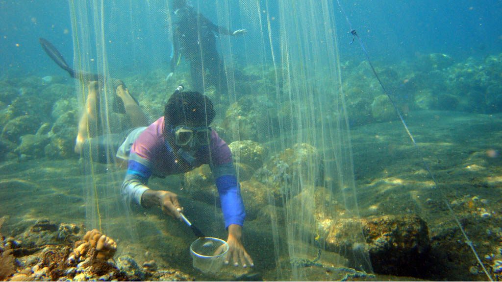 Volunteer for Coral Reef Restoration at Sea Communities in Bali and put your scuba diving to good use helping to restore coral reefs on an artificial coral reef structure. Sea Communities manage voluntourism for reef regeneration.