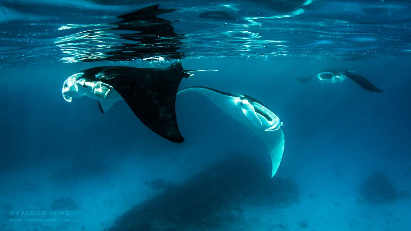 Manta rays form close friendships, shattering misconceptions