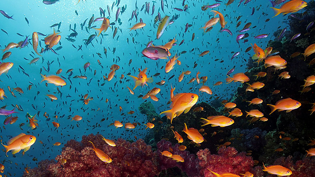 Diving Fiji reef scene credit Heather Sutton