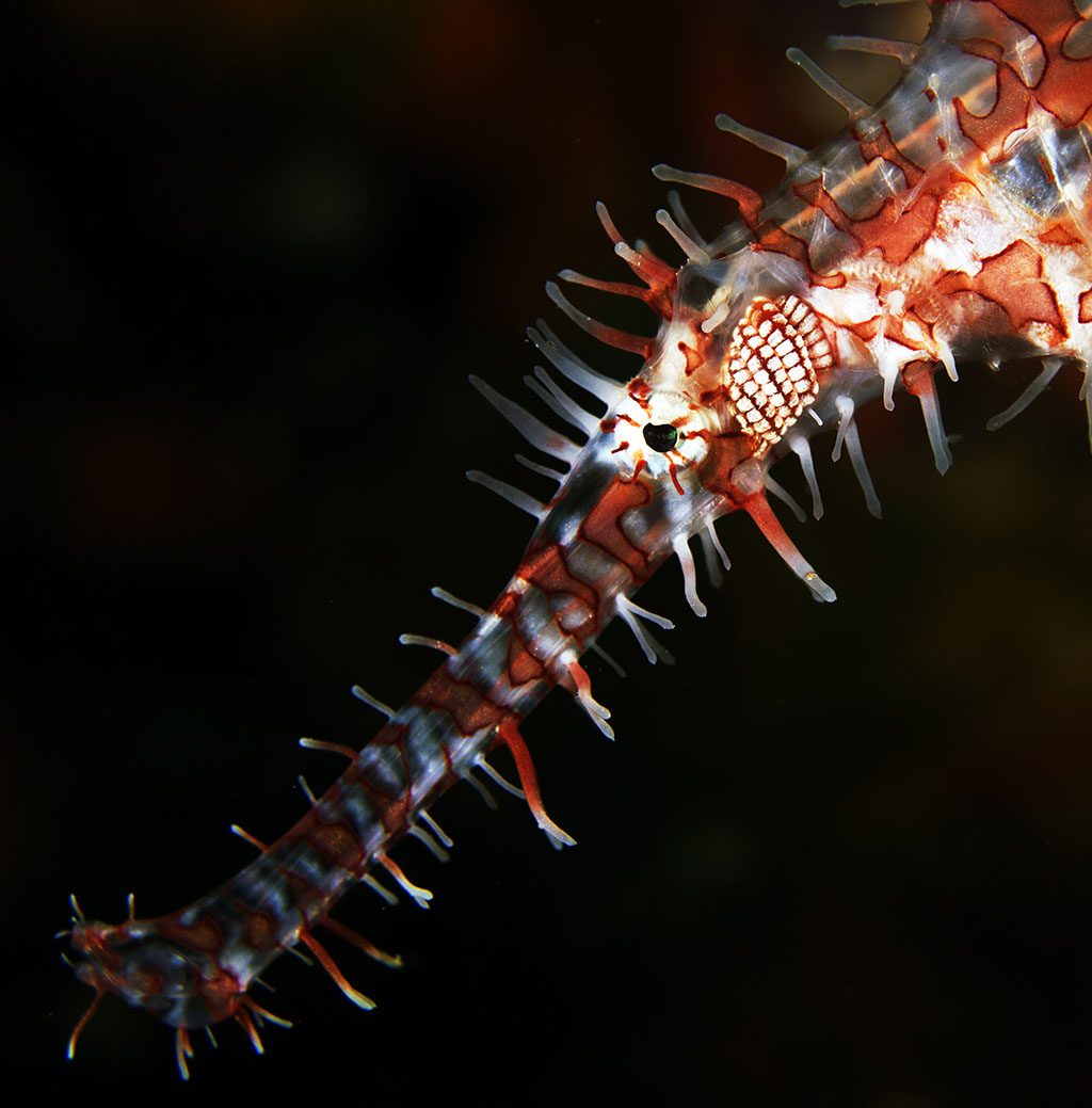 Ghost Pipefish credit Heather Sutton