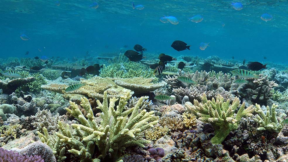 Great Barrier Reef coral scene