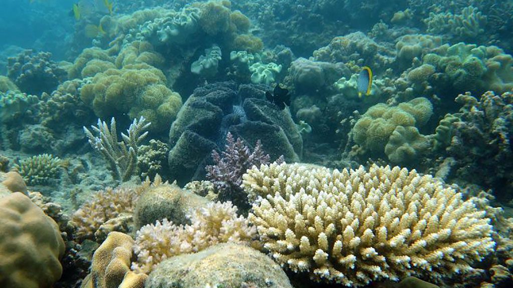 Lizard Island coral reef clam gardens