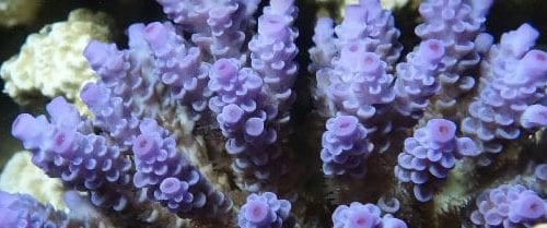 Lizard island purple coral banner