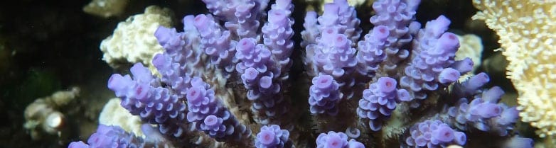 Lizard Island’s remarkable coral reef recovery