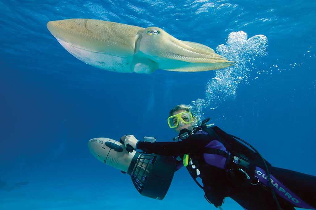 Maldives LUX* South Ari Atoll Underwater Festival Diving with scooter and cuttlefish