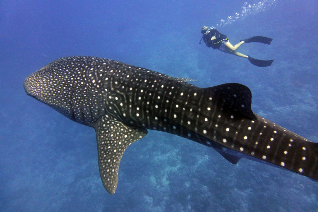 Maldives LUX* South Ari Atoll Underwater Festival Whale Shark