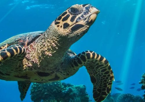 Maldives lux underwater festival banner