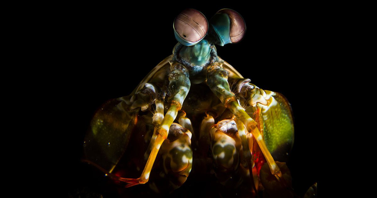 Mantis Shrimp credit Heather Sutton FB