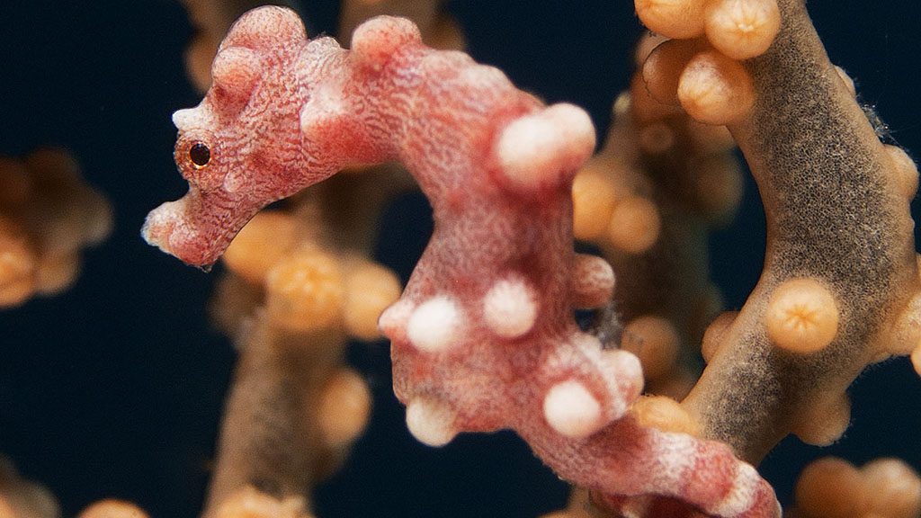 Pygmy Seahorse credit Heather Sutton FB