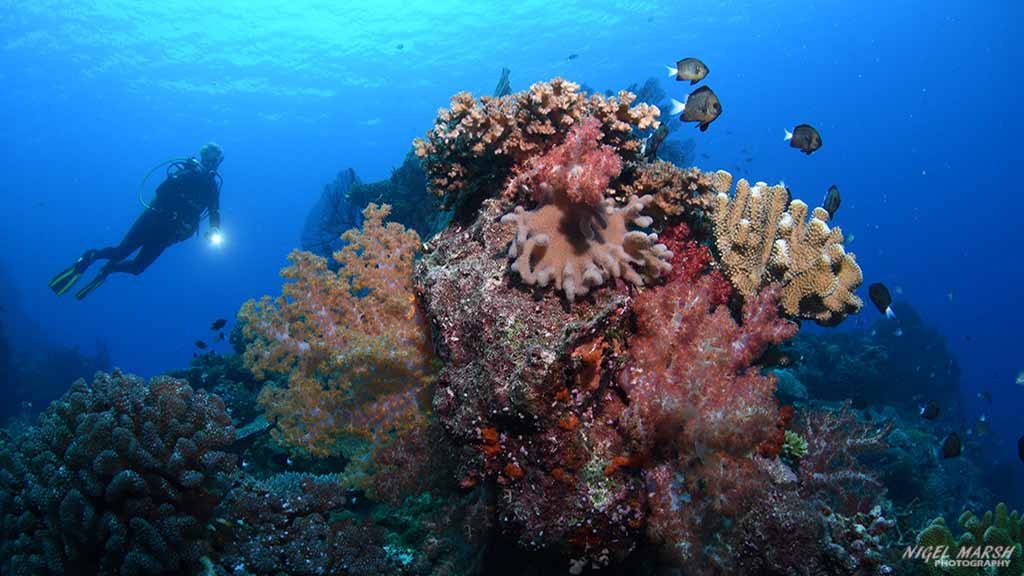 Beqa reefs soft coral
