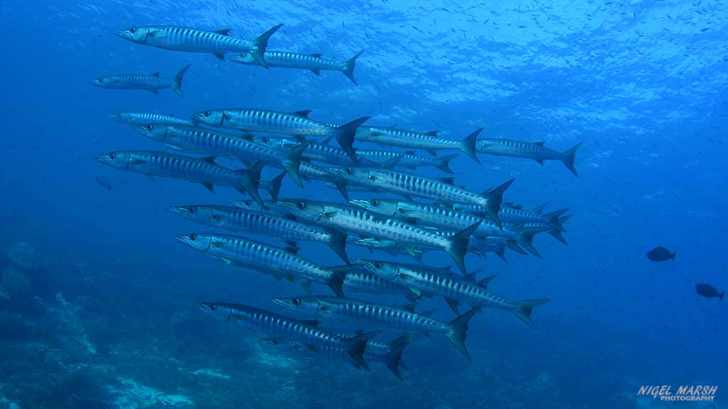 Schooling barracuda Dive Raja Ampat Indonesia