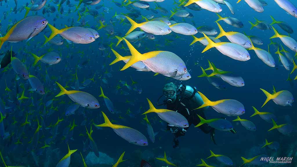 Schooling fuseliers Dive Raja Ampat Indonesia