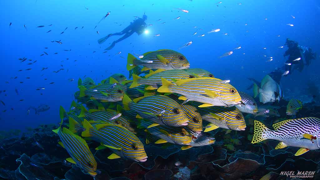 Schooling ribbon sweetlips Dive Raja Ampat Indonesia