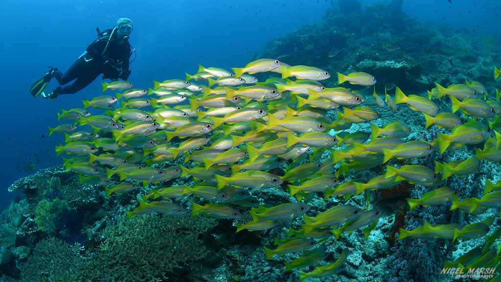 Schooling snapper dive raja ampat