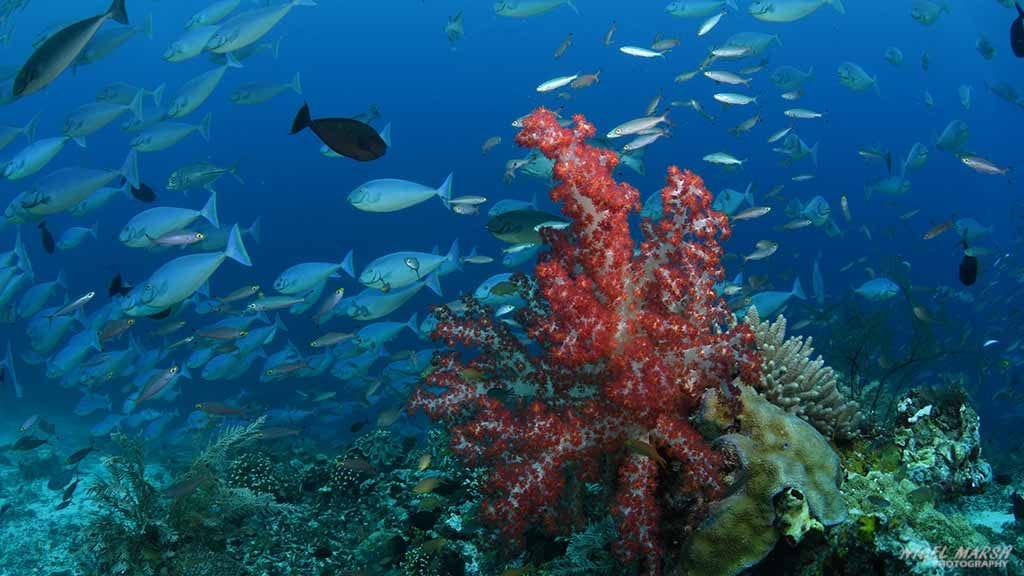Raja ampat surgeonfish