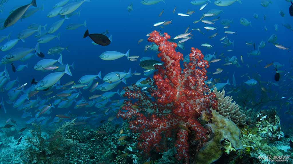 Schooling surgeon fish dive raja ampat