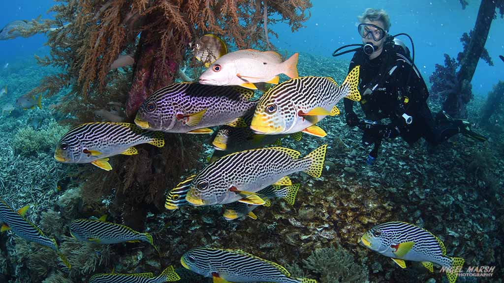 Schooling ribbon sweetlips Dive Raja Ampat Indonesia