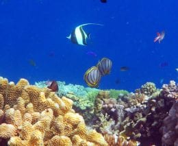 Reef scene with idol diving kimbe bay png from walindi resort by diveplanit banner