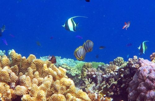 Reef scene with idol diving kimbe bay png from walindi resort by diveplanit banner