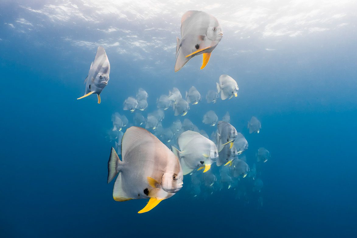 Runner up compact batfish ex hmas brisbane wreck kerrieburow Australasia Underwater Photographer of the Year 2018 Compact Camera Runner Up Kerrie Burow